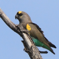 Afrykanka złotoplama - Poicephalus meyeri - Brown Parrot