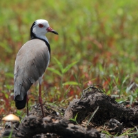Czajka białolica - Vanellus crassirostris - Long-toed Lapwing