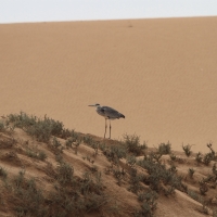 Czapla siwa - Ardea cinerea - Grey Heron