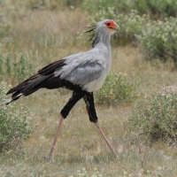 Sekretarz - Sagittarius serpentarius - Secretary-bird