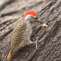 Dzięcioł jasnolicy - Dendropicos fuscescens - Cardinal Woodpecker