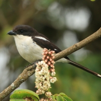 Dzierzba białobarkowa - Lanius collaris - Southern Fisca