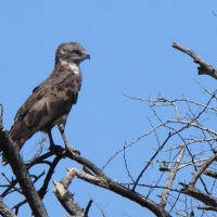 Gadożer brunatny - Circaetus cinereus - Brown Snake Eagle
