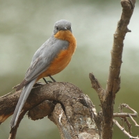 Mucharka srebrna - Empidornis semipartitus - Silverbird