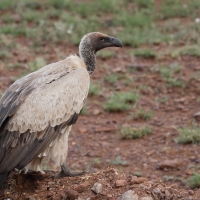 Sęp afrykański - Gyps africanus - White-backed Vulture