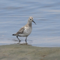 Biegus krzywodzioby - Calidris ferruginea - Curlew Sandpiper