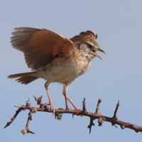 Skowroniec białobrzuchy - Calendulauda africanoides - Fawn-colored Lark