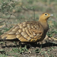 Stepówka brunatnobrzucha - Pterocles exustus - Chestnut-bellied Sandgrouse