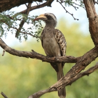 Toko nosaty - Lophoceros nasutus - African Grey Hornbill