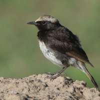 Białorzytka etiopska - Oenanthe lugubris - Abyssinian Wheatear