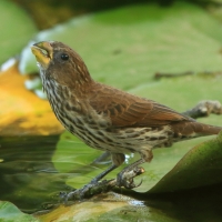 Brunatniczka - Amblyospiza albifrons - Grosbeak Weaver
