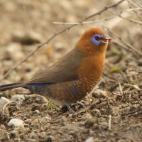 Motylik niebieskobrzuchy - Granatina ianthinogaster - Purple Grenadier