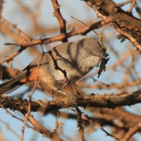 Pokrzewka złowroga - Curruca subcoerulea - Rufous-vented Warbler