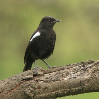 Smolarek epoletowy - Myrmecocichla nigra - Sooty Chat