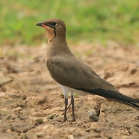 Żwirowiec łąkowy - Glareola pratincola - Collared Pratincole