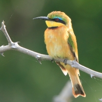 Żołna mała - Merops pusillus - Little Bee-eater