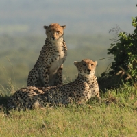 Gepard grzywiasty - Acinonyx jubatus - Cheetah