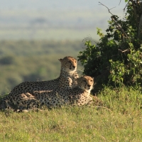Gepard grzywiasty - Acinonyx jubatus - Cheetah