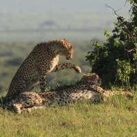 Gepard grzywiasty - Acinonyx jubatus - Cheetah