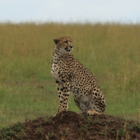 Gepard grzywiasty - Acinonyx jubatus - Cheetah