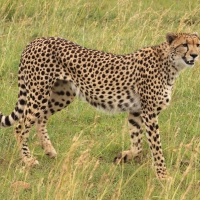 Gepard grzywiasty - Acinonyx jubatus - Cheetah