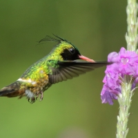 Sylfik czarnoczuby - Lophornis helenae - Black-crested Coquette