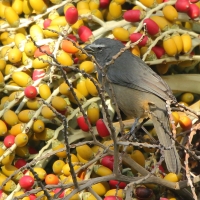 Ziarnołusk szary - Saltator coerulescens - Grayish Saltator