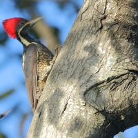 Dzięcioł czerwonoczuby - Dryocopus lineatus - Lineated Woodpecker