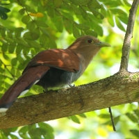 Rudzianka wielka - Piaya cayana - Squirrel Cuckoo