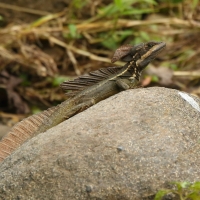 Bazyliszek pręgowany - Basiliscus vittatus 