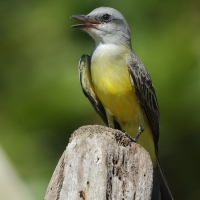 Tyran melancholijny - Tyrannus melancholicus - Tropical Kingbird