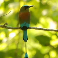 Piłodziób czarnogardły - Eumomota superciliosa - Turquoise-browed Motmot