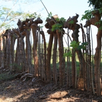 Rosnący żywopłot.