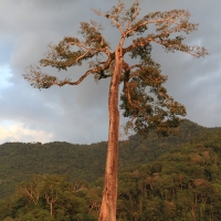 Samotne drzewo - noclegowisko ar.
