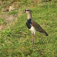 Czajka miedziana - Vanellus chilensis - Southern Lapwing