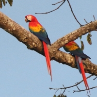 Ara żółtoskrzydła - Ara macao - Scarlet Macaw