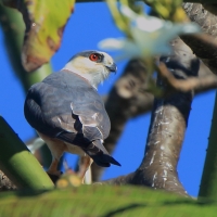 Jaszczurnik - Gampsonyx swainsonii - Pearl Kite