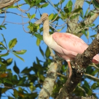 Warzęcha różowa - Platalea ajaja - Roseate Spoonbill