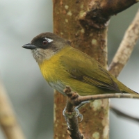 Zieleniec żółtopierśny - Chlorospingus flavopectus  flavopectus - Yellow-breasted Bush Tanager