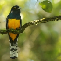 Trogon wyżynny - Trogon caligatus - Gartered Trogon