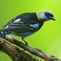 Tangarka modrolica- Stilpnia larvata - Golden-hooded Tanager