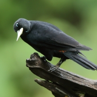 Kacykowiec szkarłatnorzytny - Cacicus uropygialis - Scarlet-rumped Cacique