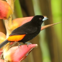 Tapiranga szkarłatno-czarna - Ramphocelus passerinii - Passerini's Tanager