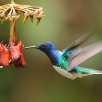 Nektareczek błękitny - Florisuga mellivora - White-necked Jacobin