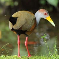 Chruścielak szaroszyi - Aramides cajaneus - Gray-necked Wood Rail