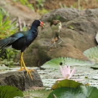 Sułtanka amerykańska - Porphyrio martinica - Purple Gallinule