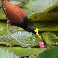 Długoszpon żółtoczelny - Jacana spinosa - Northern Jacana