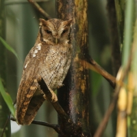 Syczoń tropikalny - Megascops choliba - Tropical Screech Owl