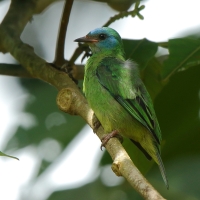 Cukrownik niebieski - Dacnis cayana - Blue Dacnis
