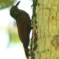 Łaziec kreskowany - Xiphocolaptes promeropirhynchus - Strong-billed Woodcreeper